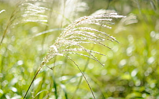 white grass field HD wallpaper